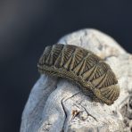  Shell, Galapagos 2012